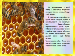 Мед. Пчелиный, слайд 16