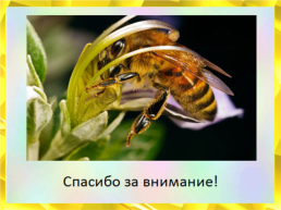 Мед. Пчелиный, слайд 53
