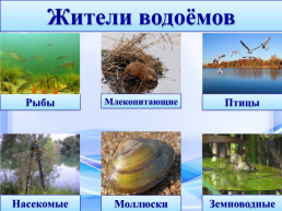 Водоёмы Александровского района, слайд 18