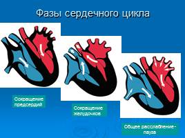 Строение и работа сердца, слайд 11