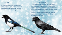 Зимующие птицы России, слайд 5