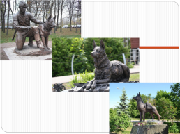 Собаки в годы Великой Отечественной войны, слайд 11