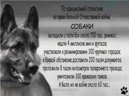 Собаки в годы Великой Отечественной войны, слайд 4