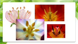 Интерактивные ребусы "Строение цветка", слайд 9