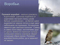 Зимующие птицы нашего села, слайд 10