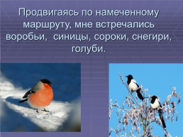 Зимующие птицы нашего села, слайд 8