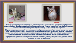 Окрас и характер кошки, слайд 14