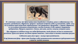 Окрас и характер кошки, слайд 16