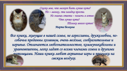 Окрас и характер кошки, слайд 17