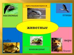 Василий алексеевич Ватагин «Медведь в поиске мёда», слайд 8