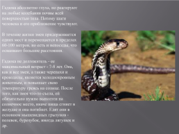 Ядовитые животные России, слайд 3