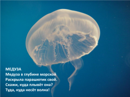 Презентация про морских обитателей на стихи натальи ушкиной, слайд 4