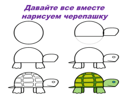 Кто такая среднеазиатская черепаха?, слайд 16