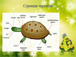 Кто такая среднеазиатская черепаха?, слайд 7