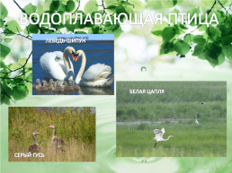 Природный потенциал Октябрьского района, слайд 5