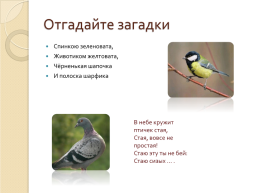 Зимующие птицы 2, слайд 13
