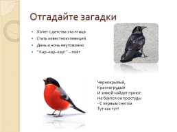 Зимующие птицы 2, слайд 14