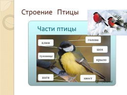 Зимующие птицы 2, слайд 4