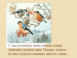 Зимующие птицы 2, слайд 5
