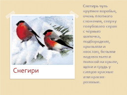 Зимующие птицы 2, слайд 7