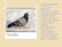 Зимующие птицы 2, слайд 8