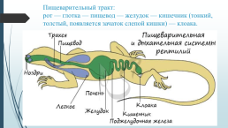 Класс: пресмыкающиеся, слайд 16