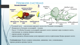 Класс: пресмыкающиеся, слайд 19