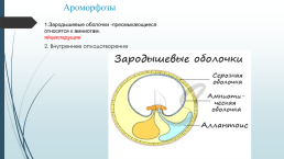 Класс: пресмыкающиеся, слайд 4