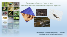 Класс насекомые: представители, характеристики, строение, слайд 1