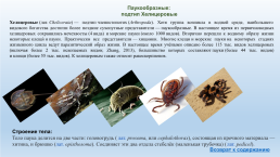 Класс насекомые: представители, характеристики, строение, слайд 12