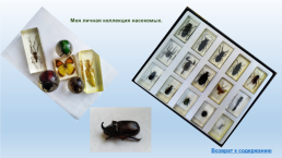 Класс насекомые: представители, характеристики, строение, слайд 13