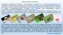Класс насекомые: представители, характеристики, строение, слайд 3