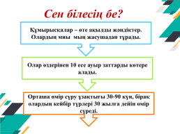 0105000 – Бастауыш білім беру мамандығы 0105013 – бастауыш білім беру мұғалімі біліктілігі, слайд 13