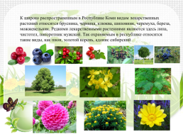 Лекарственные растения республики Коми, слайд 4
