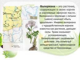 Лекарственные растения республики Коми, слайд 5