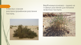 Доклад по теме «Животные и растения тропических пустынь», слайд 8
