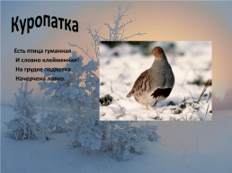 Зимующие птицы, слайд 18