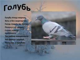 Зимующие птицы, слайд 6