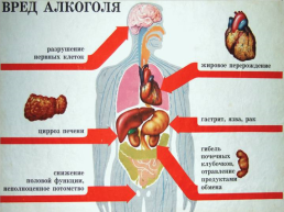 Вредное влияние курения, алкоголя и наркотиков на сердце и кровеносные сосуды, слайд 13