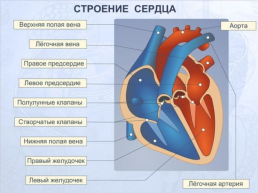 Вредное влияние курения, алкоголя и наркотиков на сердце и кровеносные сосуды, слайд 3