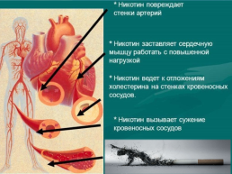 Вредное влияние курения, алкоголя и наркотиков на сердце и кровеносные сосуды, слайд 8