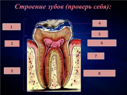 Строение и функции зубов. Гигиена зубов 9 класс, слайд 13