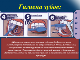 Строение и функции зубов. Гигиена зубов 9 класс, слайд 22