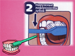 Строение и функции зубов. Гигиена зубов 9 класс, слайд 24