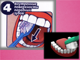 Строение и функции зубов. Гигиена зубов 9 класс, слайд 26