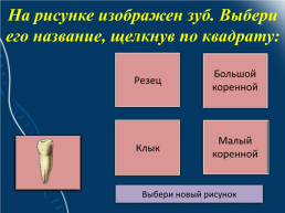 Строение и функции зубов. Гигиена зубов 9 класс, слайд 28