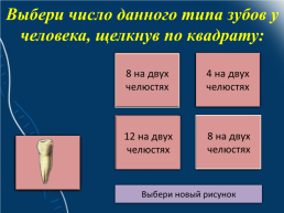 Строение и функции зубов. Гигиена зубов 9 класс, слайд 29