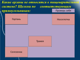 Строение и функции зубов. Гигиена зубов 9 класс, слайд 3