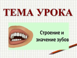 Строение и функции зубов. Гигиена зубов 9 класс, слайд 7