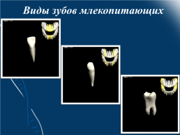 Строение и функции зубов. Гигиена зубов 9 класс, слайд 9